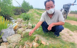 Vụ cua biển chết hàng loạt, nhặt đỏ bờ ở Hà Tĩnh, nông dân buồn "thối ruột", chờ kết quả xét nghiệm này