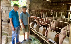 Bí quyết nuôi lợn thu lãi vài trăm triệu của lão nông vùng cao