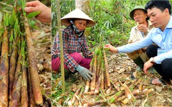 Chỉ là cây măng đắng thôi mà, vì sao 1 huyện ở Nghệ An phải vận động 2 hộ nông dân bảo vệ?