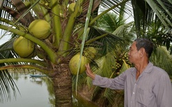 Trồng có 60 cây dừa thấp tè đã ra trái quá trời, ông nông dân An Giang an nhàn chăm mỗi năm kiếm bộn tiền