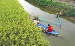 Sản xuất lúa hữu cơ: Lối đi hiệu quả, bền vững