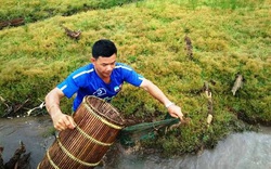 Lội suối Tây Nguyên đơm xúc thứ cá suối "lung tung" này về gói vào lá rừng nướng củi, mở ra thơm khắp nhà