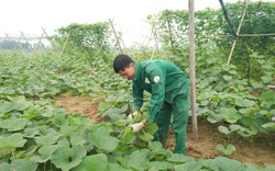 Bù đỏ là cây gì mà dân ở nơi này của Nghệ An trồng tràn lan đất bãi, bán từ ngọn non đến quả già?