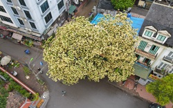 Cây hoa bún "báu vật" hơn 300 tuổi đẹp ngỡ ngàng của người làng Đình Thôn