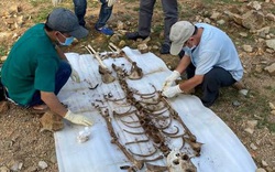 Ninh Thuận: Điều tra, xác minh bộ xương người vừa được phát hiện ở rừng phòng hộ ven biển