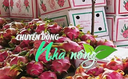 Chuyển động Nhà nông 2/4: Giá thanh long Việt Nam tại Trung Quốc tăng cao do khả năng thông quan hạn chế