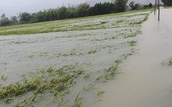 TT-Huế: Hơn 16.000 ha lúa và hoa màu bị ngập lũ, nhiều tuyến đường chia cắt