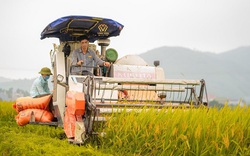 Yên Bái: Anh nông dân chia sẻ bí quyết chăm lúa năng suất cao, nhiều người trầm trồ