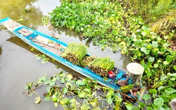 Long An: Bơi xuồng ba lá ra kênh cắt thứ cây dại "sinh mau đẻ mắn", người cắt có tiền, chính quyền hoanh nghênh