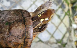Người dân ở Huế bắt được cá thể rùa 4 mắt quý hiếm