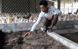 Thái Nguyên: Ông nông dân nuôi "con chết sớm", chế ra thứ "thức ăn siêu đạm", gà, vịt ăn vô vừa lớn vừa khỏe