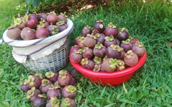 Trồng cây ăn trái xuất khẩu ở Đắk Nông, vì sao quả vào nhà lắp điều hòa vẫn thối, do khâu bảo quản yếu?