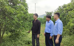 Tâm tư, kiến nghị gửi Thủ tướng: Chủ vườn cam đặc sản mong sớm có sân bay, đường về Hà Nội ngắn lại