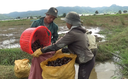 Người Churu ở Lâm Đồng trồng thứ cây như cỏ dại, cứ 1ha moi lên 30 tấn củ, bán chạy như tôm tươi