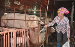 Hội Chăn nuôi Việt Nam kiến nghị Thủ tướng chỉ đạo sắp xếp lại 2 Cục Chăn nuôi, Thú y thuộc Bộ NNPTNT
