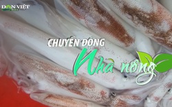 Chuyển động Nhà nông 24/4: Mực nhảy Vũng Áng - Hà Tĩnh thu hút khách du lịch