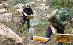 Tại sao mật ong Việt Nam lo khó cạnh tranh với mật ong Ấn Độ ở Mỹ?