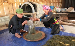 Lào Cai: Giá chè tươi tăng cao, nhà nông Bắc Hà yên tâm làm chè Shan tuyết 