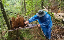 Lâm Đồng: Hơn 160 cán bộ, nhân viên bị kỷ luật do thiếu trách nhiệm để rừng bị phá 