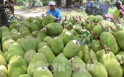 Đồng Tháp: Xót xa cây mít Thái "hết thời", giá rớt thảm, bán trái mít nặng cả yến chỉ được 30.000 đồng