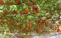 Video: Kinh nghiệm trồng cà chua "đỏ" sân thượng của ông bố Sài Gòn