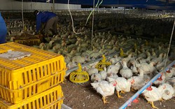 Giá gia cầm hôm nay 26/4: Giá gà công nghiệp giảm nhẹ, giá vịt thịt nhích lên ở một số nơi