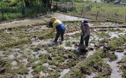  Nông dân Sa Pa chuẩn bị gieo cấy lúa mùa