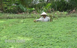 Trồng thứ rau bơi trong đập, ngửi mùi thơm là muốn ăn, nông dân Bến Tre lội cắt đến đâu bán hết đến đó