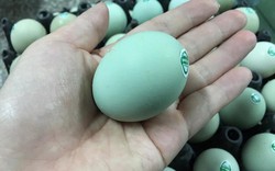 Loại trứng gà được ví như “nhân sâm” có gì đặc biệt mà giá cao hơn hẳn trứng gà thường?