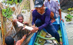 Loài cá gì dân Cà Mau bắt lên được nhiều nhất khi rủ nhau đi dỡ chà trên sông?
