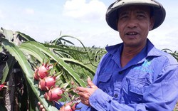 Mắc giàn, chong bóng điện trồng thanh long cho ra quả trái vụ, nông dân Hải Phòng "bỏ túi" hàng trăm triệu/năm