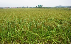 Phú Bình – Thái Nguyên: Đầu tư 10 tỷ đồng xây dựng vùng sản xuất lúa nếp thầu dầu hữu cơ 100ha