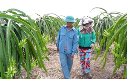 Thanh long rớt giá, nông dân vẫn chong đèn, ít quan tâm đến cửa khẩu đóng mở ra sao