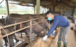 Vay vốn ưu đãi "tậu" thêm trâu bò, nông dân Hà Tĩnh có động lực thoát nghèo