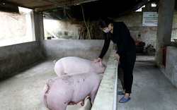 Tạo sinh kế và năng lượng sạch từ Dự án hỗ trợ chăn nuôi lợn sinh sản an toàn sinh học
