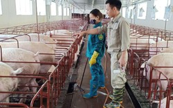 Gửi tới Thủ tướng Chính phủ tâm tư của nông dân: Giá thức ăn chăn nuôi tăng 11 lần, có hộ bỏ chuồng không