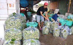 Giống dâu xanh ra trái chùm, sai lúc lỉu bán đắt hàng, thương lái bán sang cả Campuchia