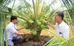 Thứ dừa lùn trồng năm trước năm sau đã "đẻ" quá trời trái, muốn hái nông dân Hậu Giang phải ngồi