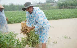 Mưa trái mùa dị thường, nông dân Quảng Nam trắng tay trong phút chốc