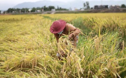 Nông dân Bình Định "chua xót" nhìn lúa ngã rạp sau mưa lớn bất thường