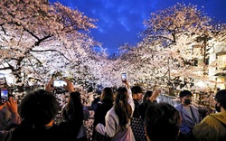 Hình ảnh hoa anh đào nở rộ ở Tokyo