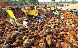 Thu hoạch và chế biến dầu cọ trong nhà máy ở Indonesia