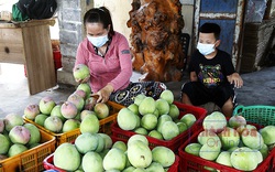 Nông dân trồng xoài Úc to bự ở Khánh Hòa buồn thiu, mùa xoài đìu hiu, thiệt đơn thiệt kép