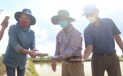 Nuôi cá dìa thử nghiệm trong ao tôm bỏ hoang, nông dân Quảng Trị bắt 1,4 tấn, bán 140.000 đồng/kg