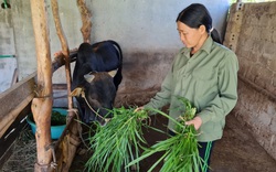 Điện Biên: Sử dụng hiệu quả nguồn lực xóa đói giảm nghèo