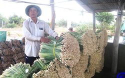 Trồng thứ cây gọi thân là củ, giá bán bất ngờ tăng gấp đôi, nông dân Tiền Giang nhổ mệt mà cầm tiền thấy thích