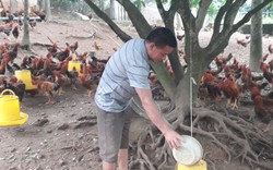 Nuôi gà đặc sản chạy hàng ngàn con trên đồi, anh nông dân Thái Nguyên thu 1 tỷ