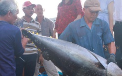 Làng biển có nhiều biệt thự, nhiều "tỷ phú" ngư dân nhất Bình Định nhờ nghề câu loài cá khổng lồ này