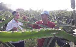 Trồng loài cây vươn tay dài có gai, ra quả mập mạp nần nẫn, cựu cán bộ xã này ở Thái Nguyên khá giả