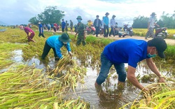 Xúc động cảnh ra đồng 'lội nước' giúp dân gặt lúa 